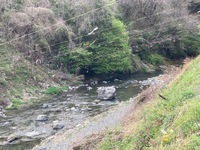 秩父フライフィールド 釣果