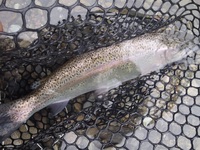 秩父フライフィールド 釣果