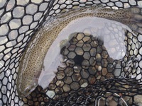 秩父フライフィールド 釣果