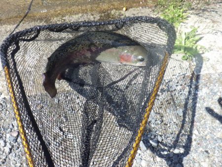 平谷湖フィッシングスポット 釣果