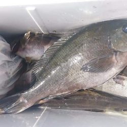 しば渡船 釣果
