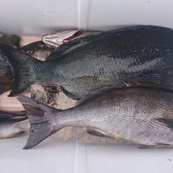 しば渡船 釣果