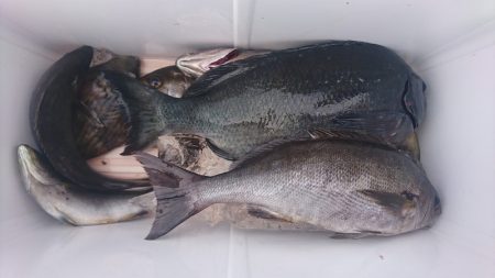 しば渡船 釣果