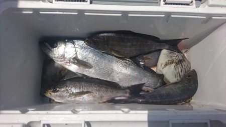 しば渡船 釣果