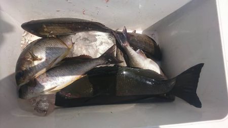 しば渡船 釣果
