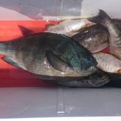 しば渡船 釣果