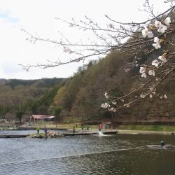 平谷湖フィッシングスポット 釣果