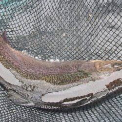 平谷湖フィッシングスポット 釣果