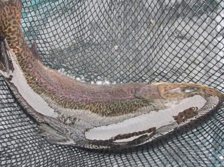 平谷湖フィッシングスポット 釣果