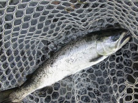 平谷湖フィッシングスポット 釣果