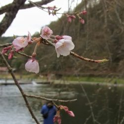 平谷湖フィッシングスポット 釣果
