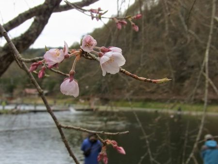 平谷湖フィッシングスポット 釣果