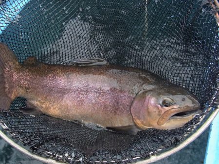 平谷湖フィッシングスポット 釣果