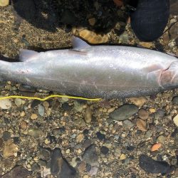 サクラマス様　５７㎝