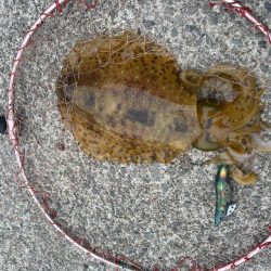 アオリイカと合間にアジング