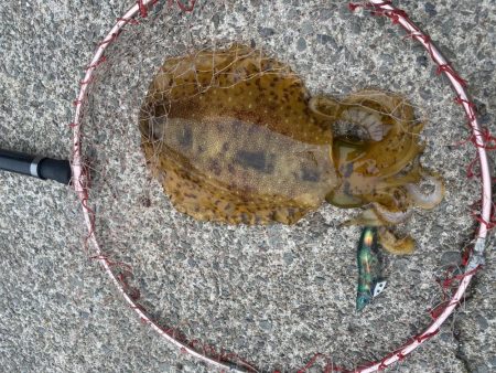 アオリイカと合間にアジング