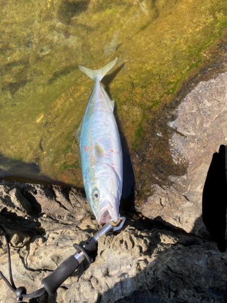 ハマチ多数ヒット。ショアジギ