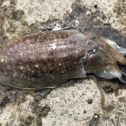 コウイカエギング