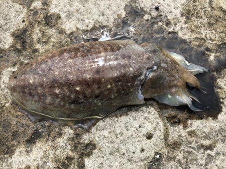 コウイカエギング