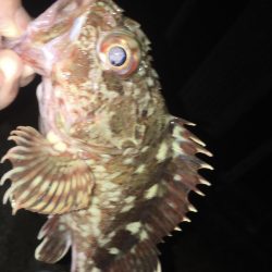 サバでガシラ釣り