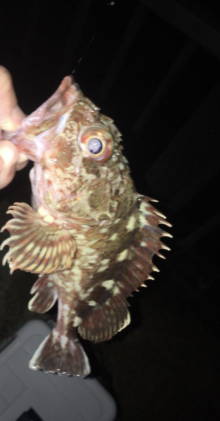 サバでガシラ釣り