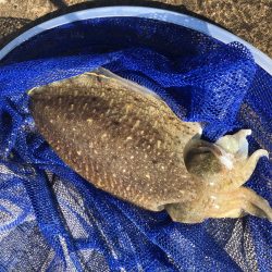 コウイカエギング