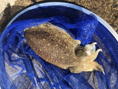 コウイカエギング