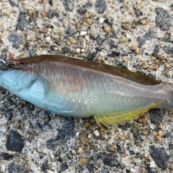 イナバ「とびつく」で・・・