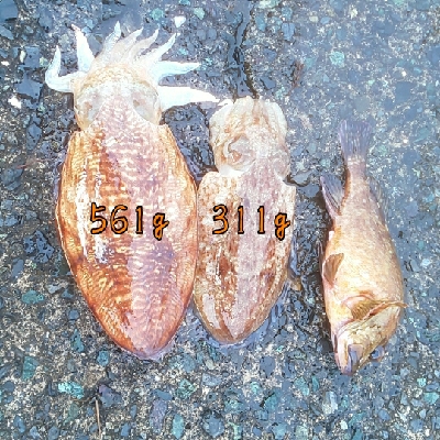 強濁りには音と光