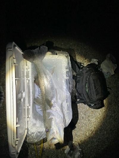 干物が食べたくて