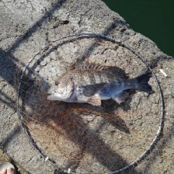 5/6釣果イシダイ大きめ釣れました!