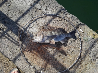 5/6釣果イシダイ大きめ釣れました!