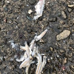 青物まだまだ（笑）