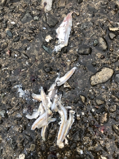 青物まだまだ（笑）