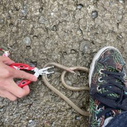 珍しいやつが！