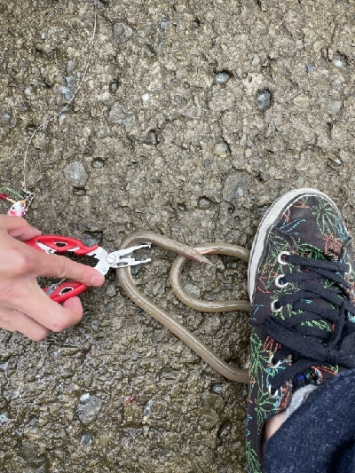 珍しいやつが！