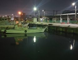 シーバス狙いに行ったけど