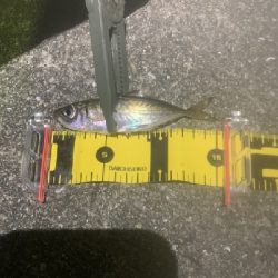 いつもと違う釣りで!