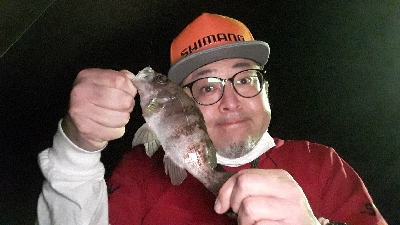 メバルの数釣り