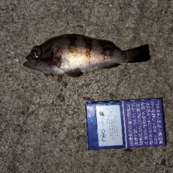 強風中潮メバリング&エギング