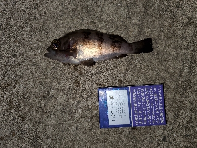 強風中潮メバリング&エギング