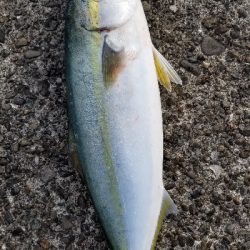 エギングしながらジグを投げてみました。