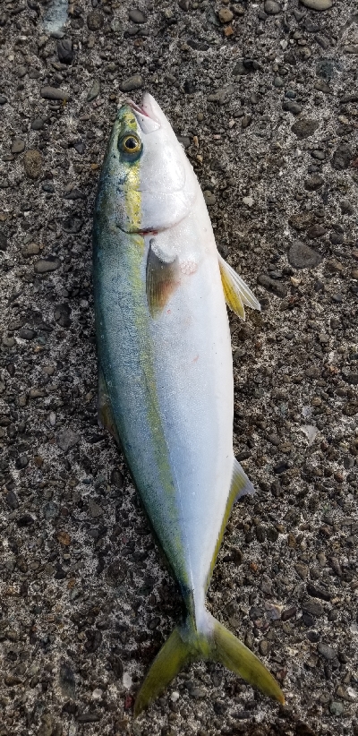 エギングしながらジグを投げてみました。