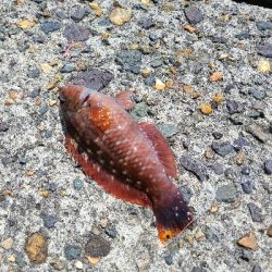 ファミリーフィッシング