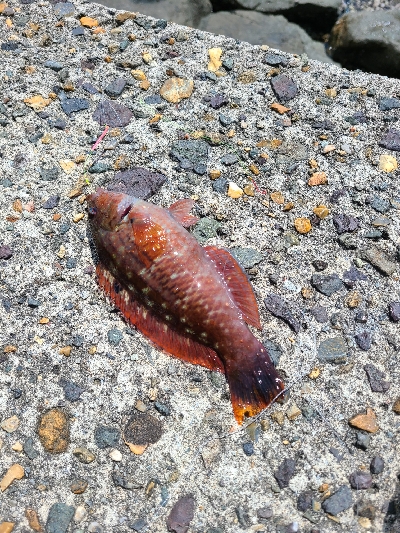 ファミリーフィッシング