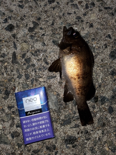 小潮メバリング