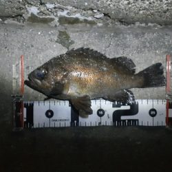 久々のメバル調査