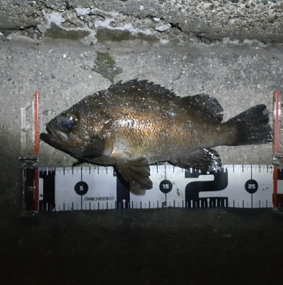 久々のメバル調査