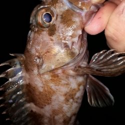 ボートライトフィッシング