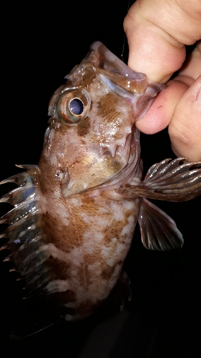 ボートライトフィッシング